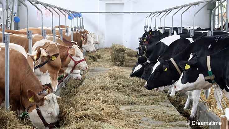 DVO installs anaerobic digester in China