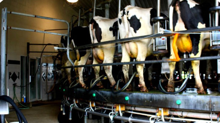 Bion develops technology to unlock greater value from livestock waste stream